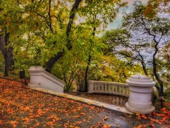 Plants and trees in park during autumn