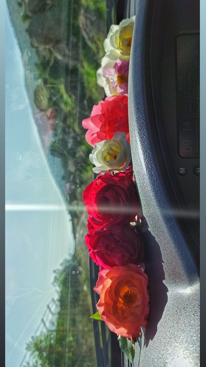 flower, flowering plant, plant, glass, nature, window, rose, freshness, transparent, beauty in nature, close-up, no people, fragility, indoors, reflection, red, petal, day, flower head, floristry, flower arrangement