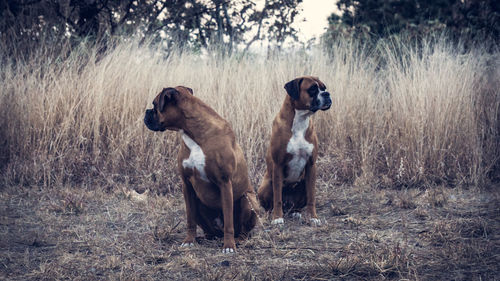 Portrait of two boxer dogs outdoors