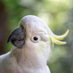 Close-up of a bird