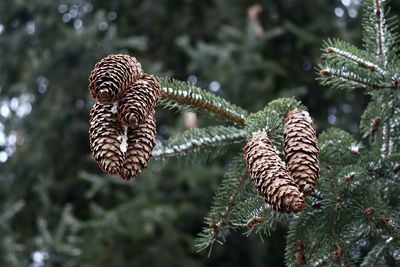 Pine cones on a branch with pine tree in background
