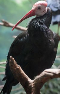 Close-up of bird perching on hand