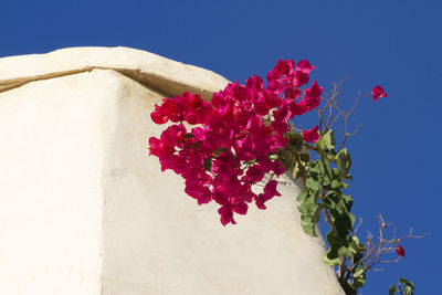 Close-up of red flowering plant against sky