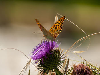 Close-up of butterfly pollinating on purple flower