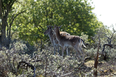 Side view of deer on field in forest