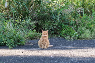 Portrait of cat sitting on road