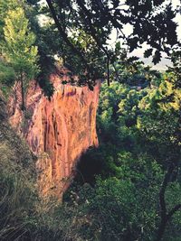 Scenic view of trees in forest