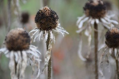 Close-up of thistle