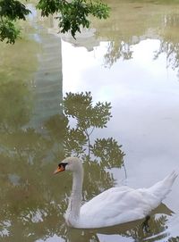 Birds floating on water