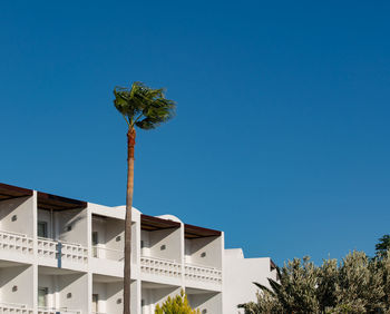 Palm with blue sky in the background