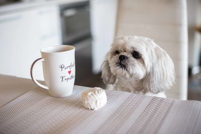 Close-up of a dog on table