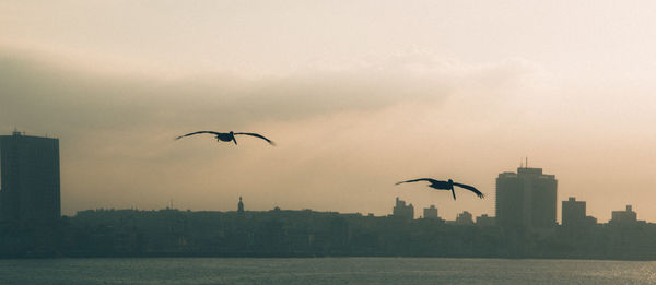 Birds flying over river in city against sky