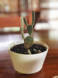 Close-up of succulent plant on table