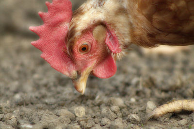 Close-up of rooster