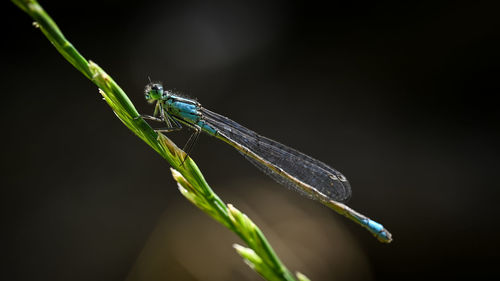 dragonflies and damseflies