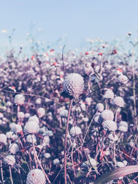 Close-up of wilted flowering plant on field