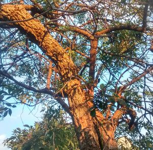 Low angle view of tree against sky