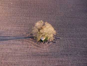 Aerial view of tree at farm