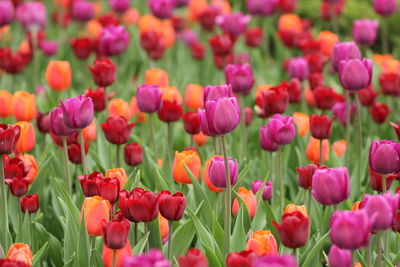 Close-up of pink tulips blooming in field