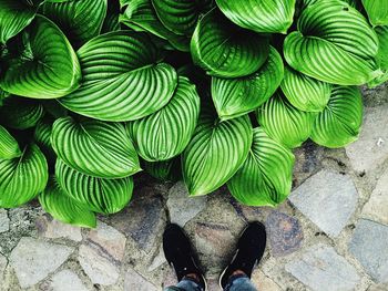 Full frame shot of succulent plant