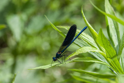 Close-up of insect on plant