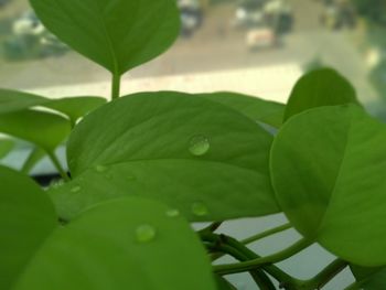 Close-up of water drops on leaf