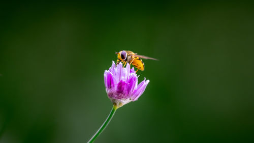 Close-up of insect on purple flower