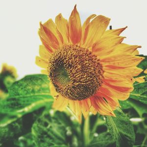 Close-up of flower blooming outdoors