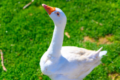 Close-up of a bird on field