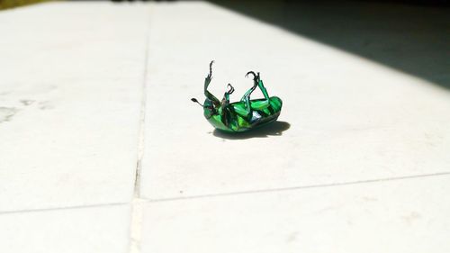 High angle view of insect on tiled floor