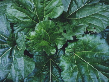 Full frame shot of rhubarb plant growing on field