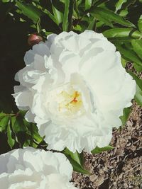 Close-up of white rose