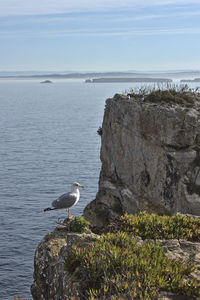 Seagull perching on rock by sea against sky