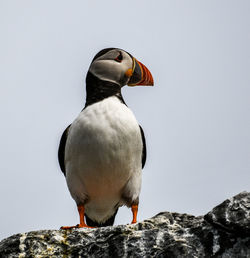 Close-up of bird perching on rock against sky