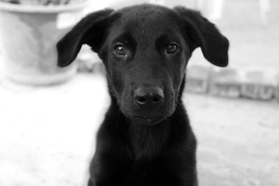 Close-up portrait of black labrador puppy