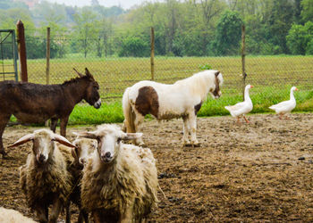 Sheep standing in farm