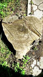 High angle view of tree stump on field