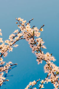 Low angle view of flowering plant against blue sky