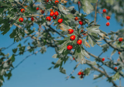 Low angle view of berries on tree