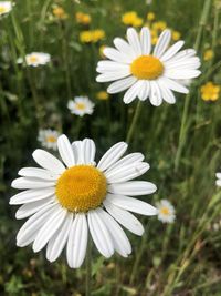 Close-up of white daisy flower in field