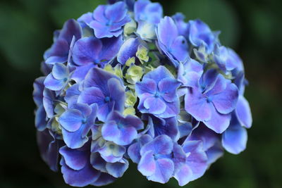 Close-up of purple hydrangea blooming outdoors