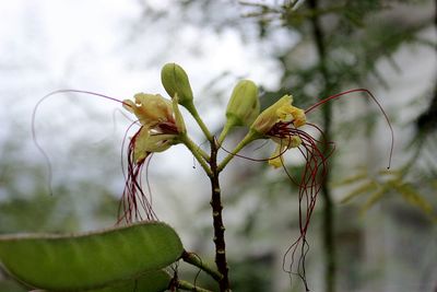 Close-up of yellow flowering plant