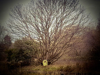 Bare tree on landscape against sky