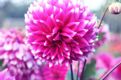 Close-up of pink dahlia flower