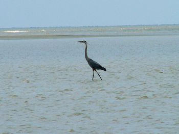 Gray heron on sea