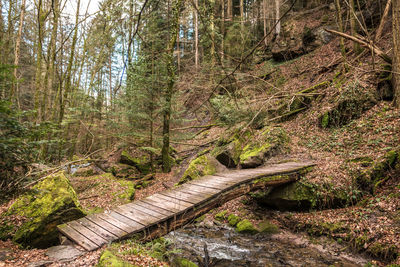 Footpath amidst trees in forest