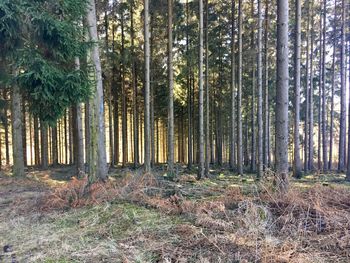 Pine trees in forest