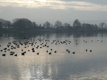 Flock of birds in lake