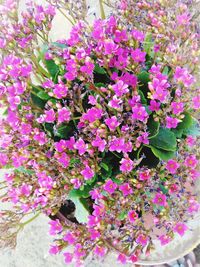 Close-up of pink flowers blooming outdoors