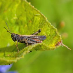 Close-up of insect on leaf